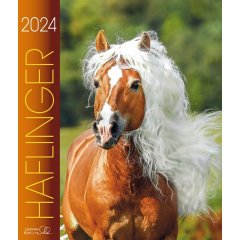 Haflinger 2024